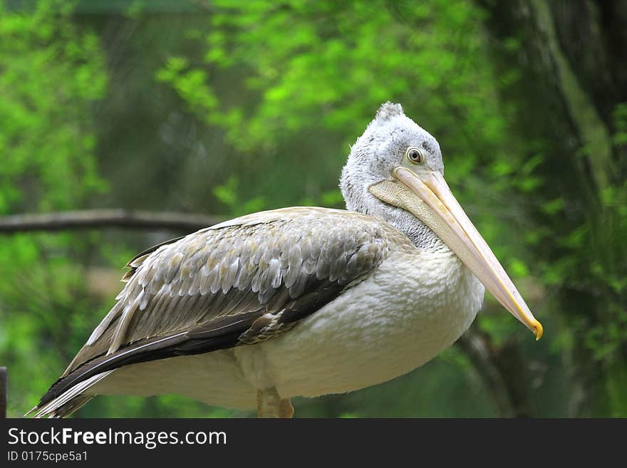 A pelican is any of several very large water birds with a distinctive pouch under the beak belonging to the bird family Pelecanidae.