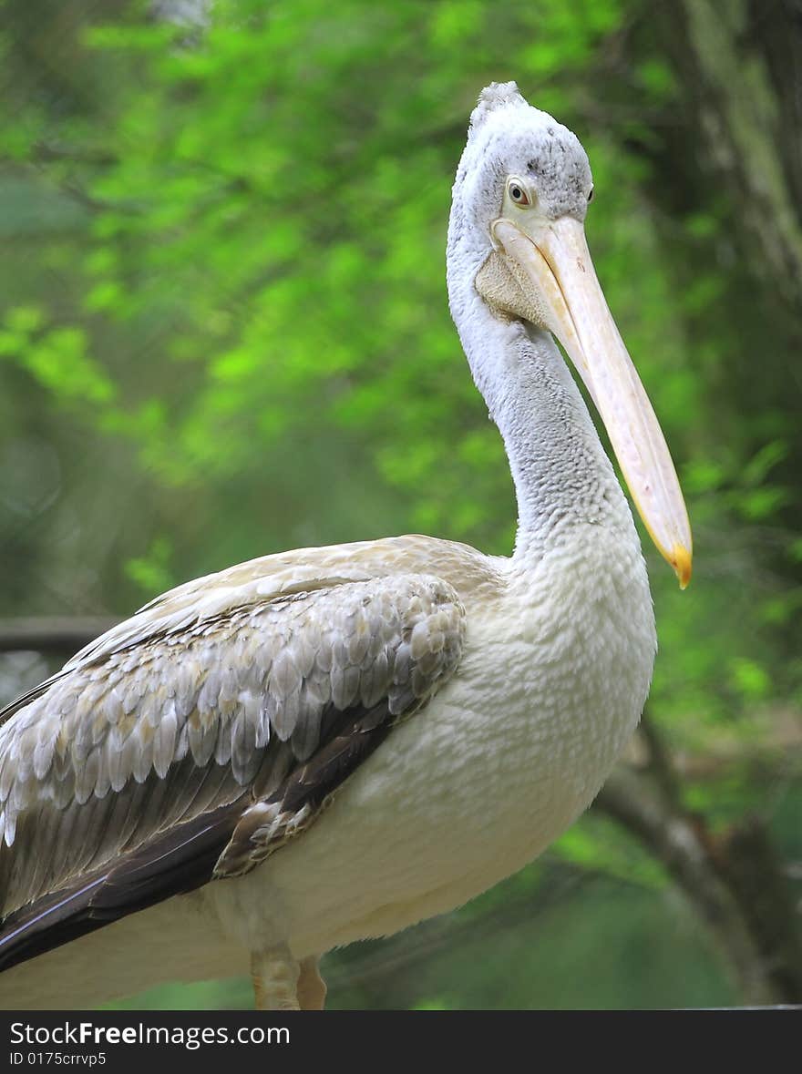 A pelican is any of several very large water birds with a distinctive pouch under the beak belonging to the bird family Pelecanidae.