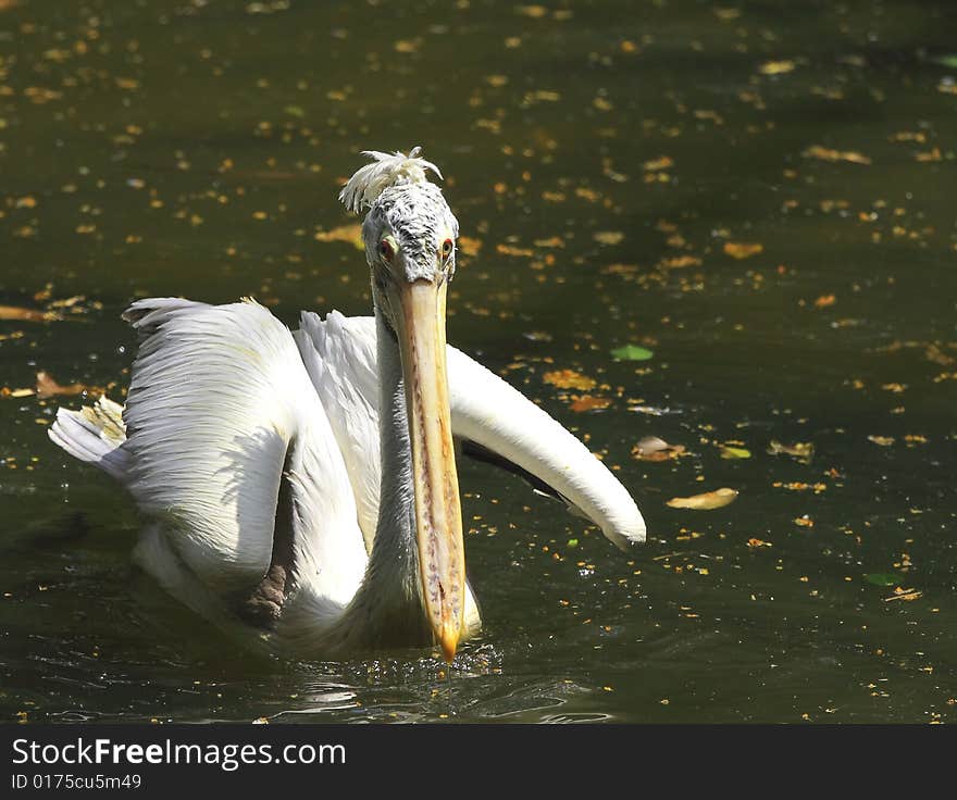 A pelican is any of several very large water birds with a distinctive pouch under the beak belonging to the bird family Pelecanidae.