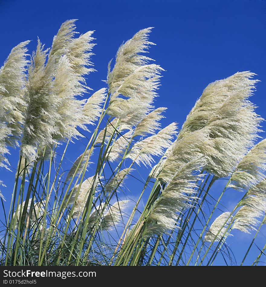 Pampass Grass