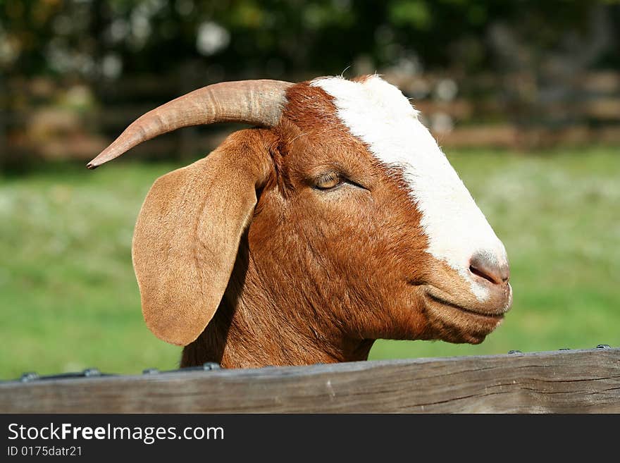 Billy goat with head over fence