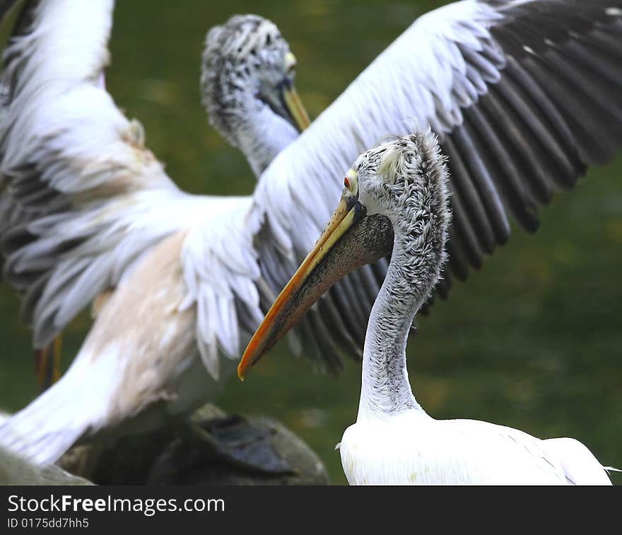 A pelican is any of several very large water birds with a distinctive pouch under the beak belonging to the bird family Pelecanidae.