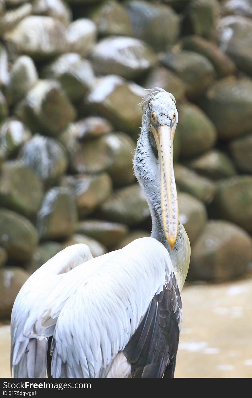 A pelican is any of several very large water birds with a distinctive pouch under the beak belonging to the bird family Pelecanidae.