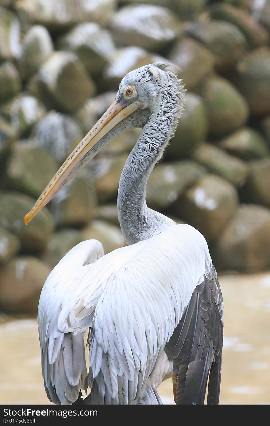 A pelican is any of several very large water birds with a distinctive pouch under the beak belonging to the bird family Pelecanidae.