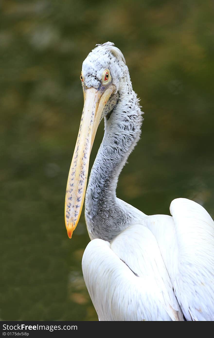 A pelican is any of several very large water birds with a distinctive pouch under the beak belonging to the bird family Pelecanidae.