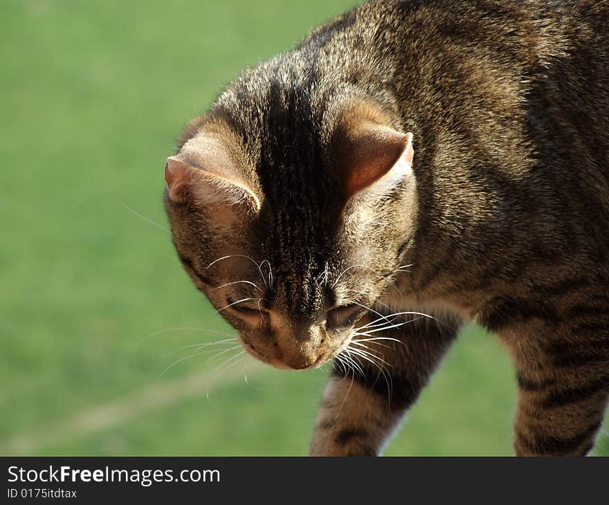 Young cat looking down to smthing. Young cat looking down to smthing