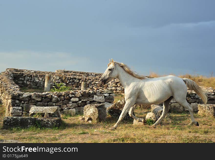 White Horse