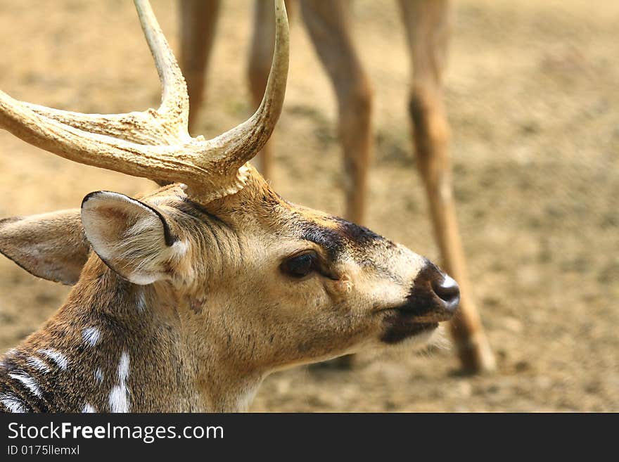 Deer stroling around and looked so innocent