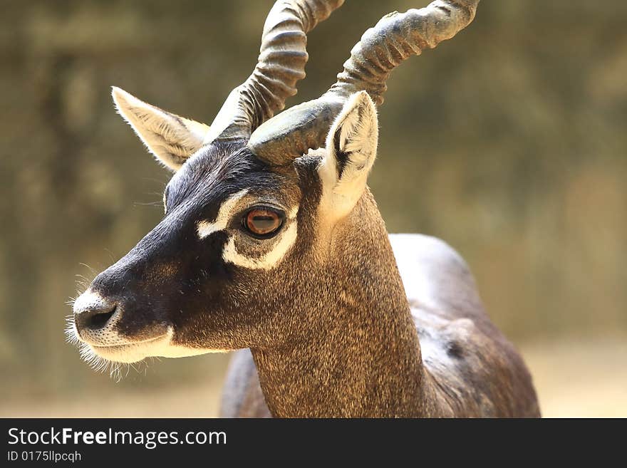 Blackbuck