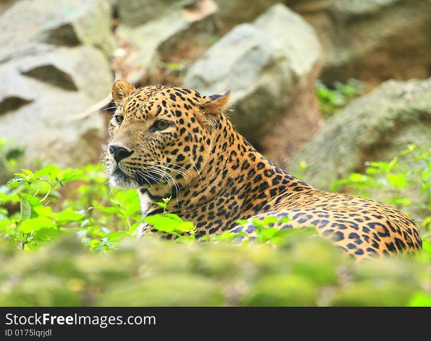 Leopard is looking, the charismatic face and ferocious eye