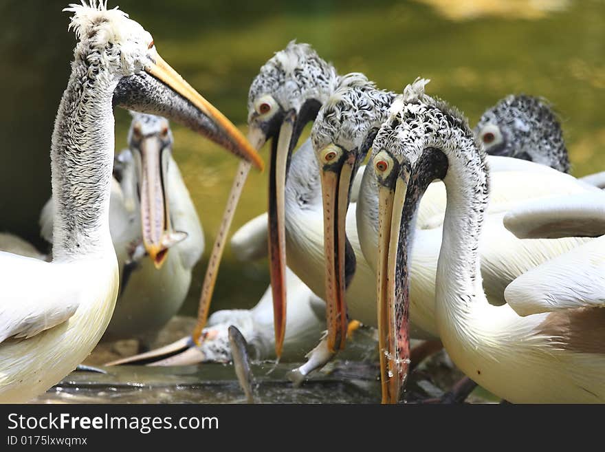 A pelican is any of several very large water birds with a distinctive pouch under the beak belonging to the bird family Pelecanidae.