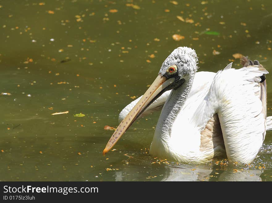 A pelican is any of several very large water birds with a distinctive pouch under the beak belonging to the bird family Pelecanidae.