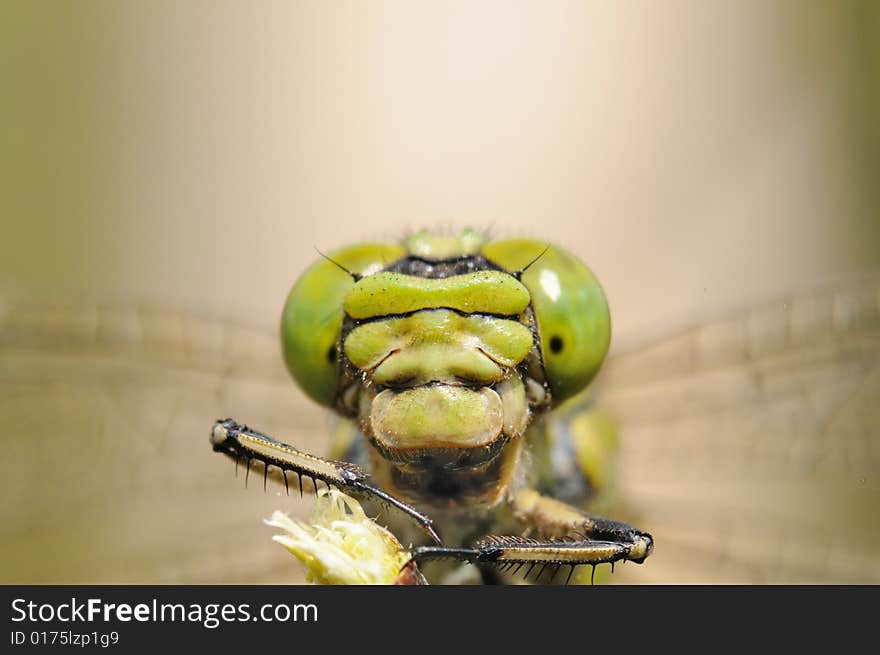 Macro portrait  great dragonfly (Aeschna grandis)