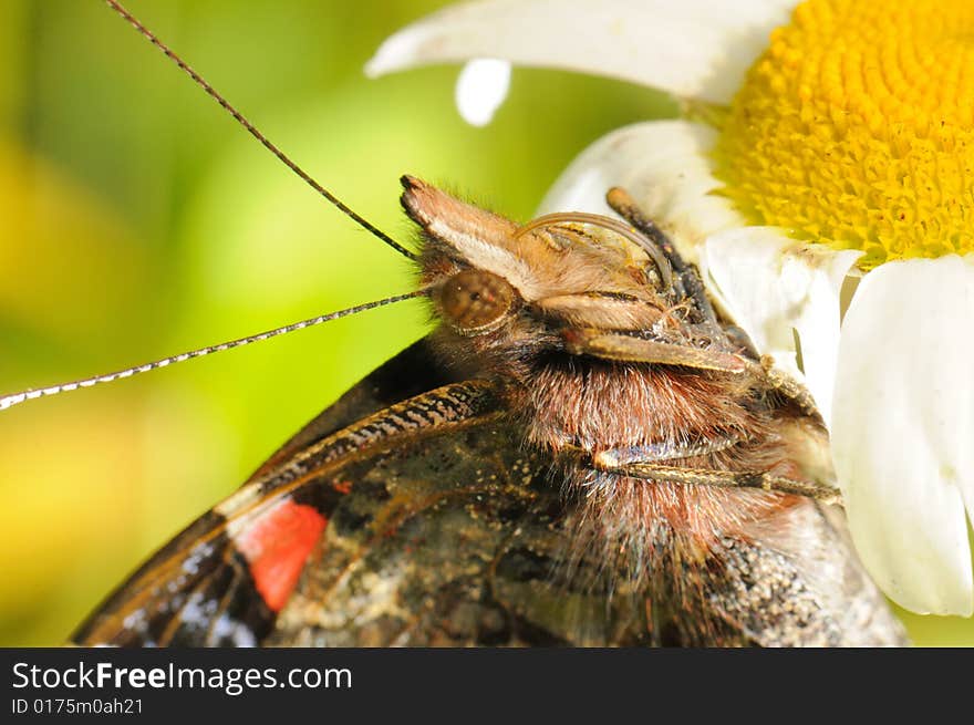 The butterfly sitting on a camomile