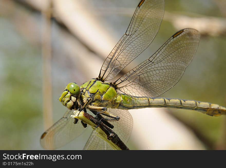 Macro portrait  great dragonfly (Aeschna grandis)