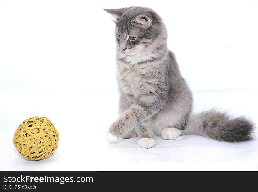 Kitten playing with ball