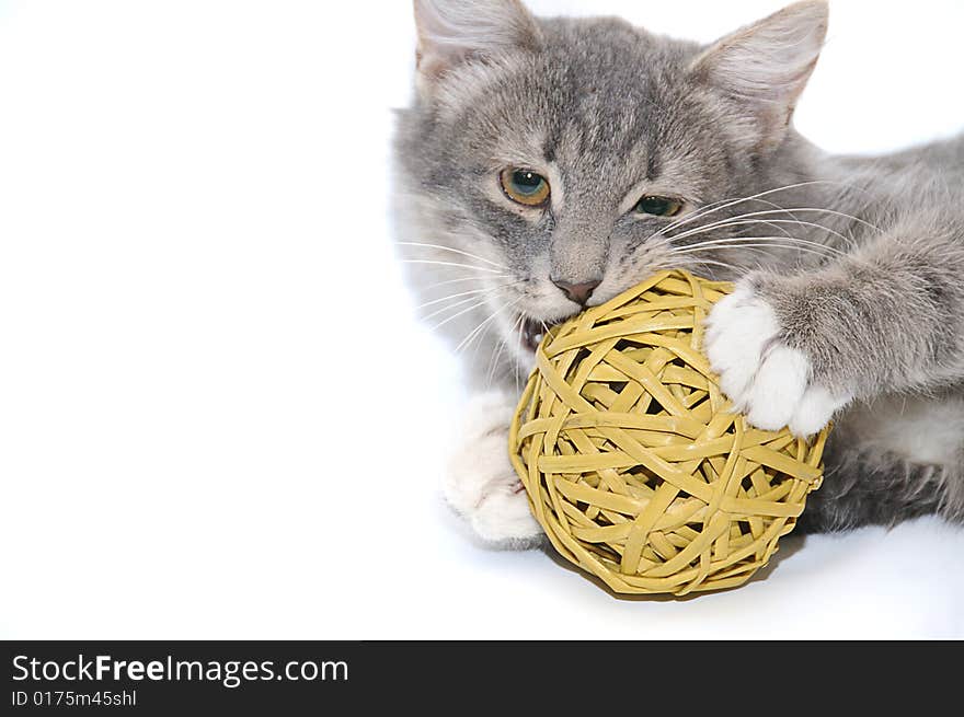 Kitten playing with ball