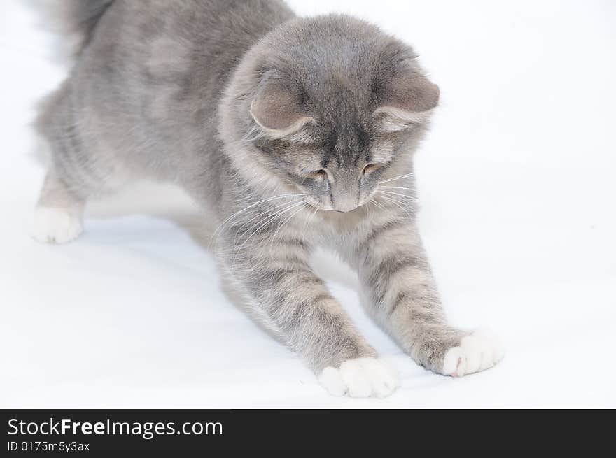 Grey kitten playing