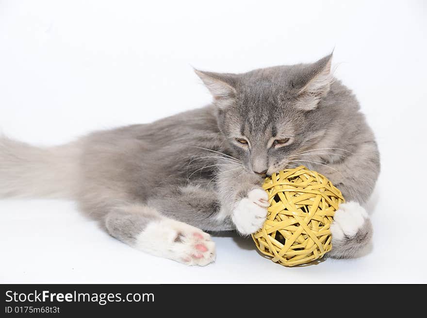 Kitten Playing With Ball