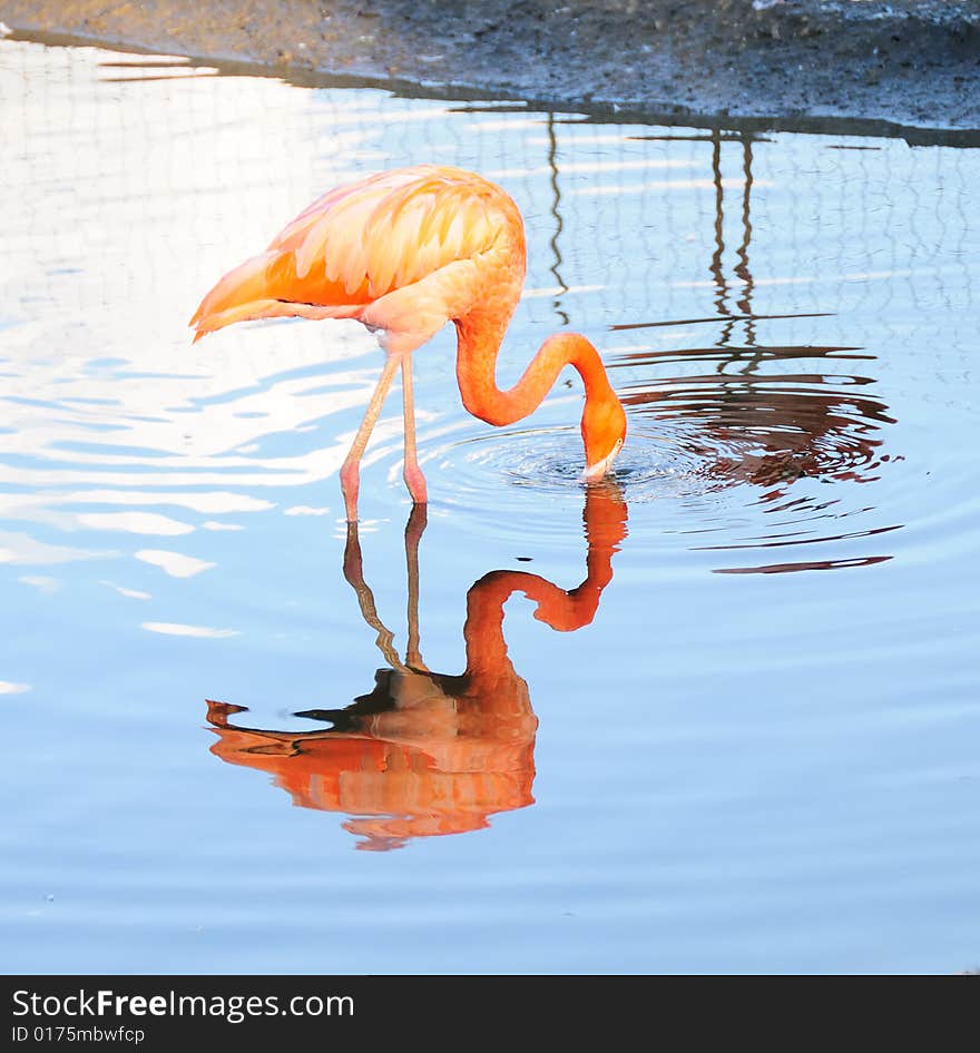 Pink Flamingo