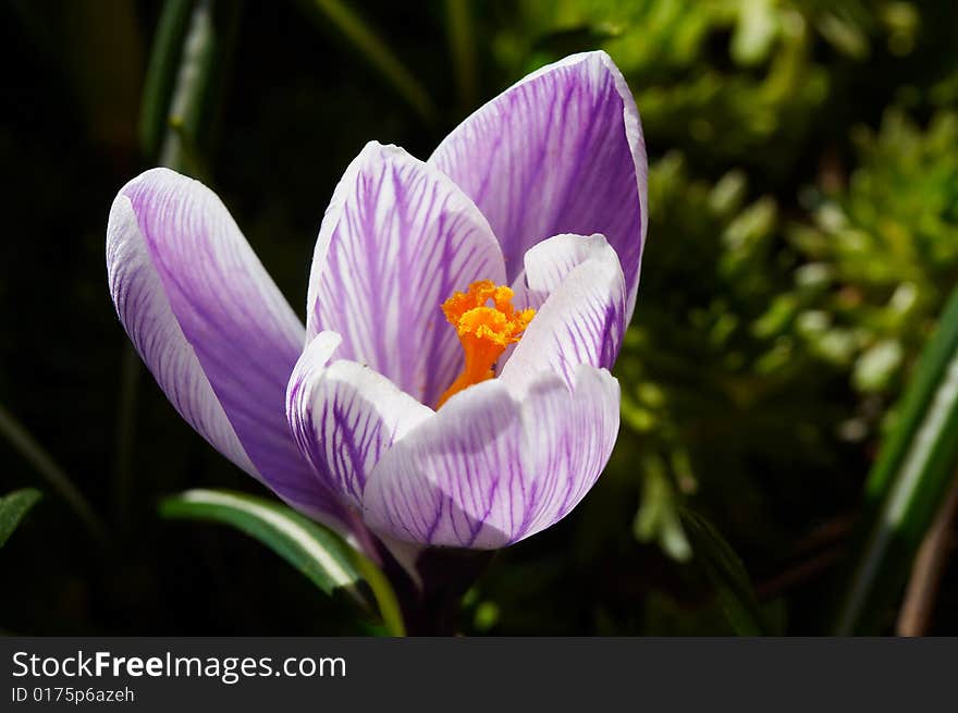 White-violet crocus close up