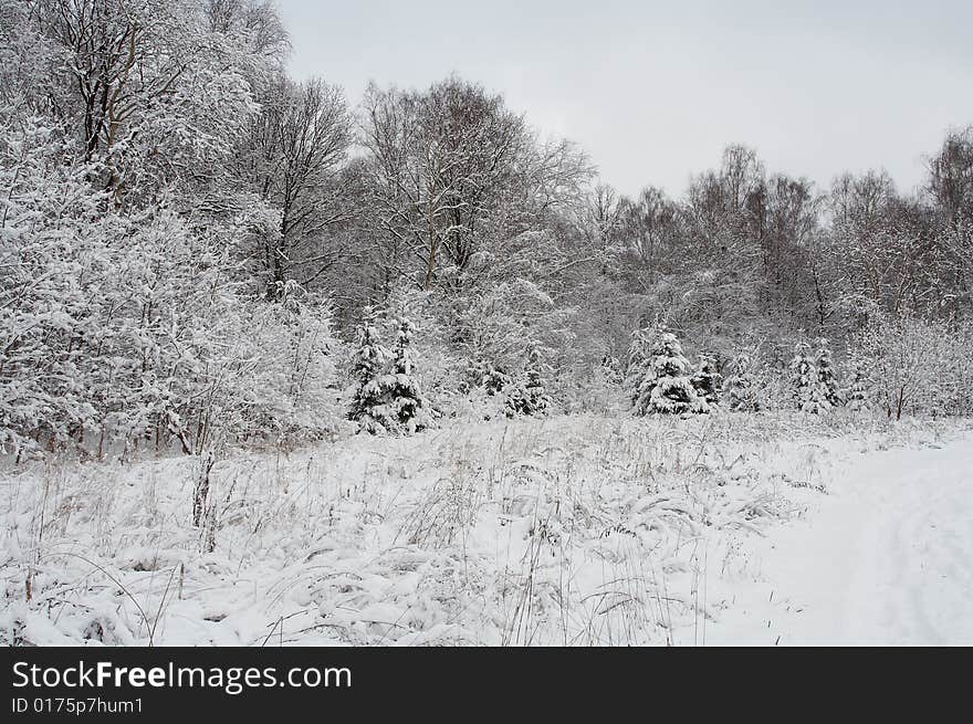 Winter Forest