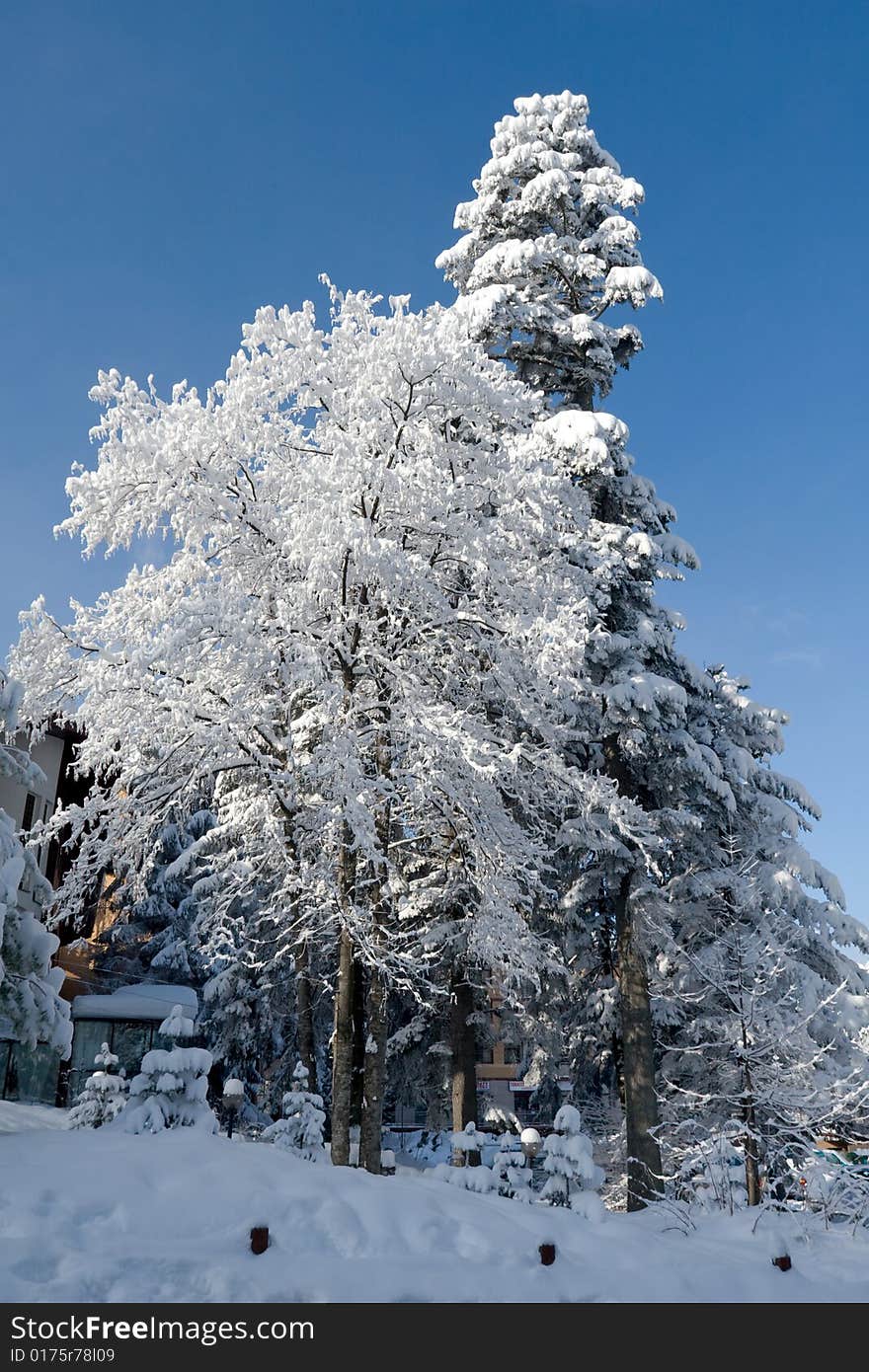 Tree covered by fresh snow in daytime. Tree covered by fresh snow in daytime