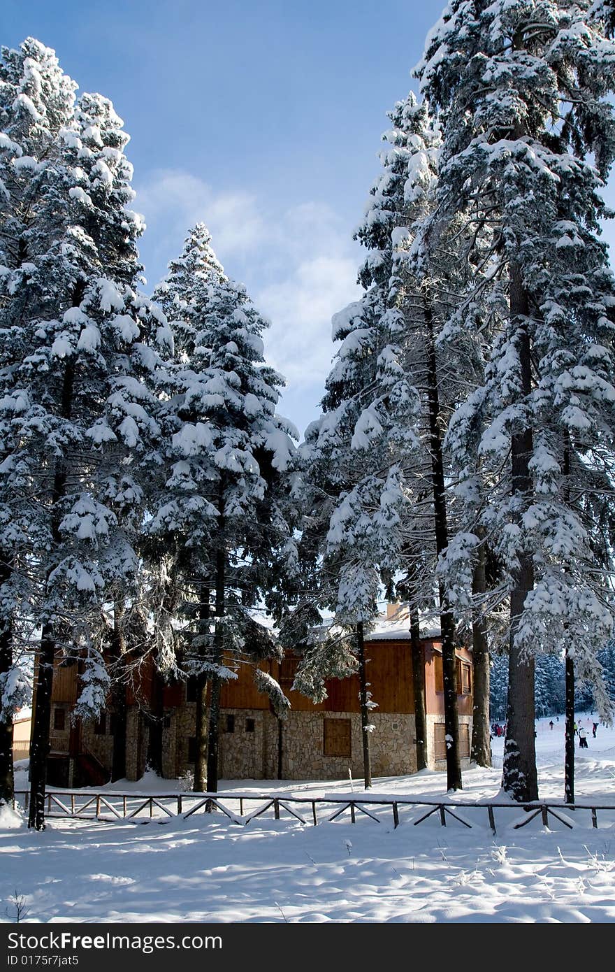 Cottage Under Tree