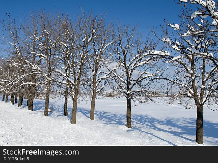 Fresh snow on a beautiful winter day