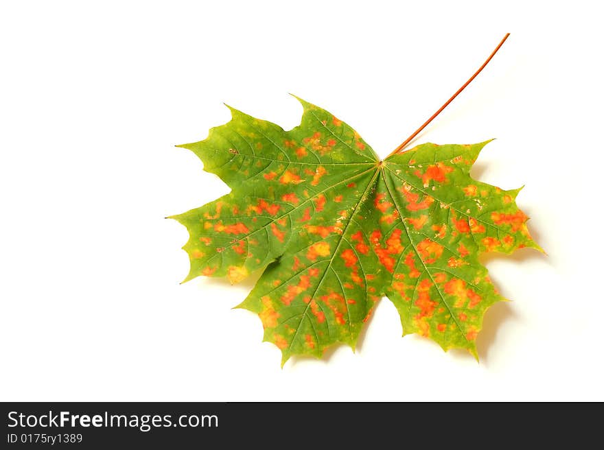 Autumn leaf isolated on white background. Autumn leaf isolated on white background