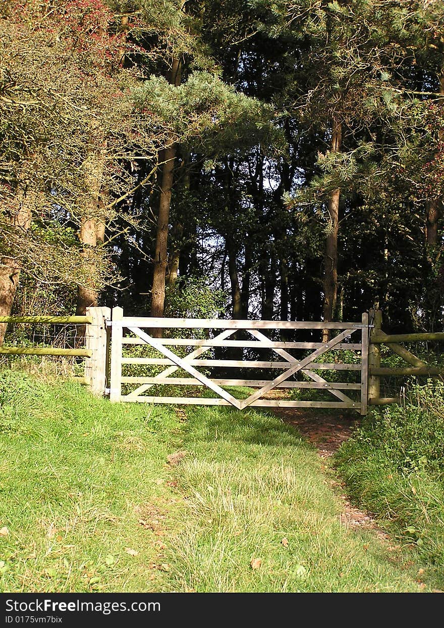 A five bar gate leads from a bright grassy meadow to dark pine woods. Dare we leave the sunlit safety of the field and enter the gloomy forest?. A five bar gate leads from a bright grassy meadow to dark pine woods. Dare we leave the sunlit safety of the field and enter the gloomy forest?