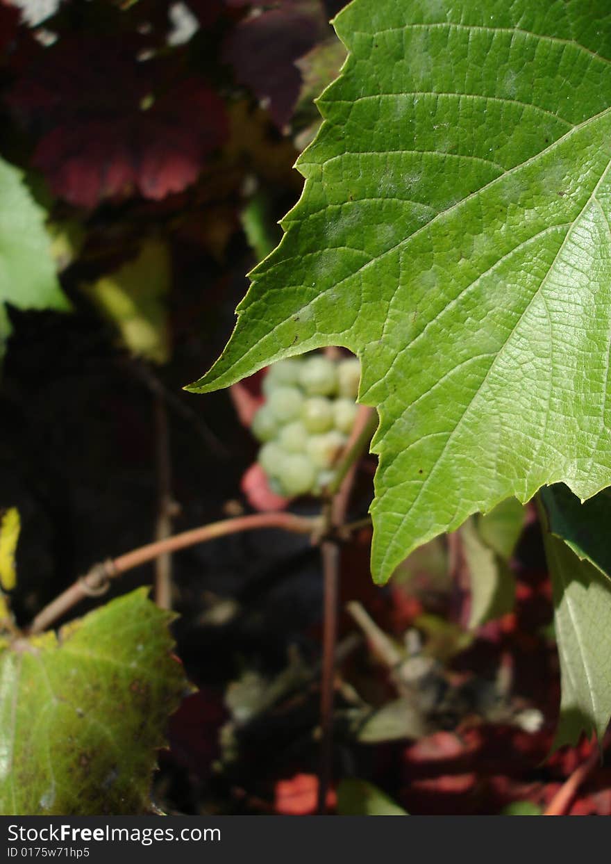 Wine leaf with wine on background.