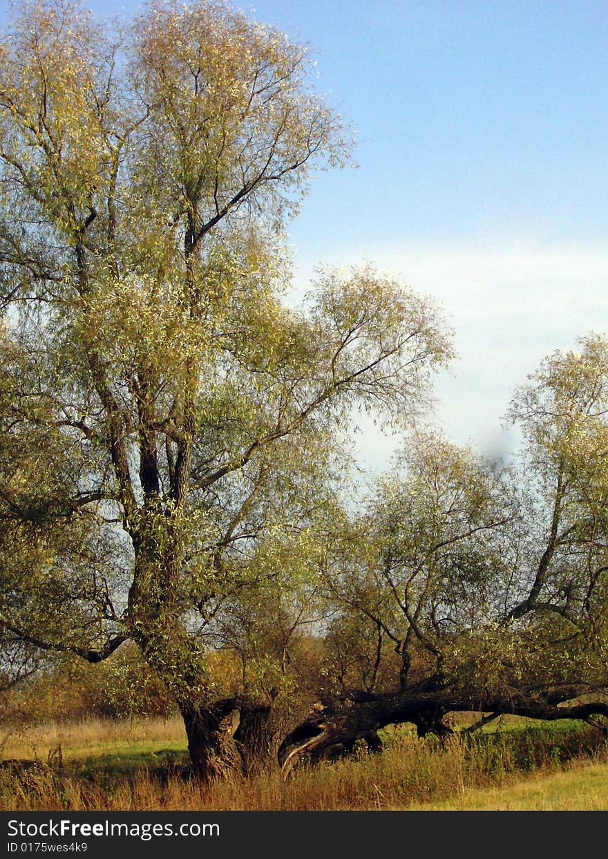 Two trees growing from one root. One seems to be closer to sky, other - to ground, like people do. Two trees growing from one root. One seems to be closer to sky, other - to ground, like people do.