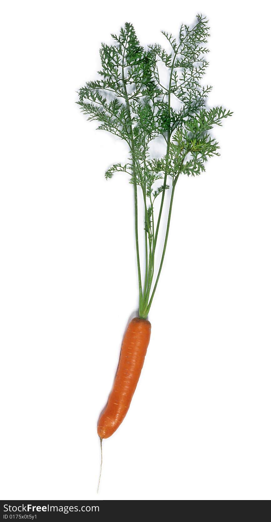 Carrot