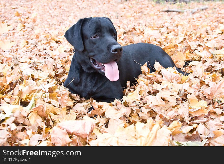 Black labrador dog lies in yellow autumn leaves