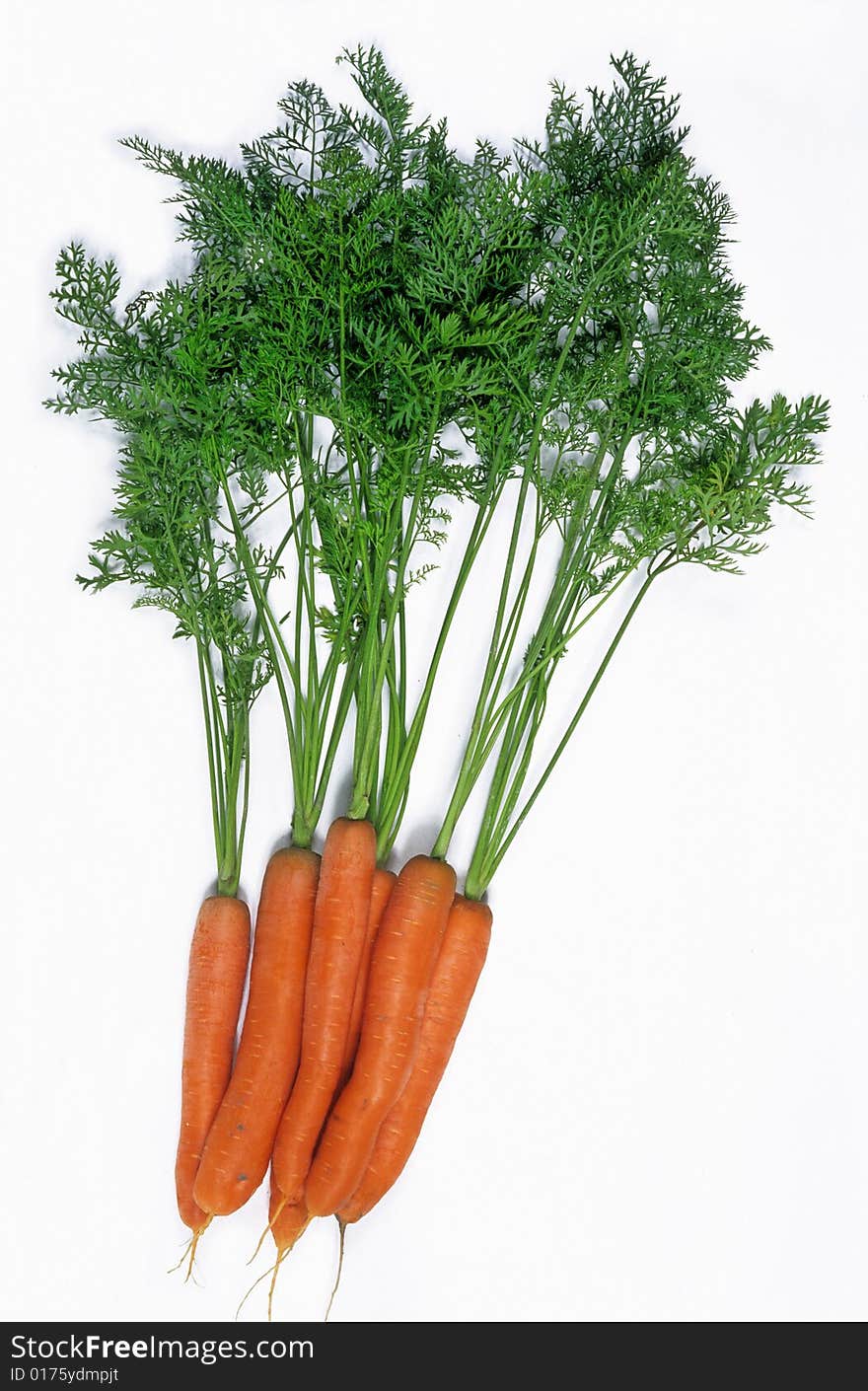 Bunch of carrots isolated on white