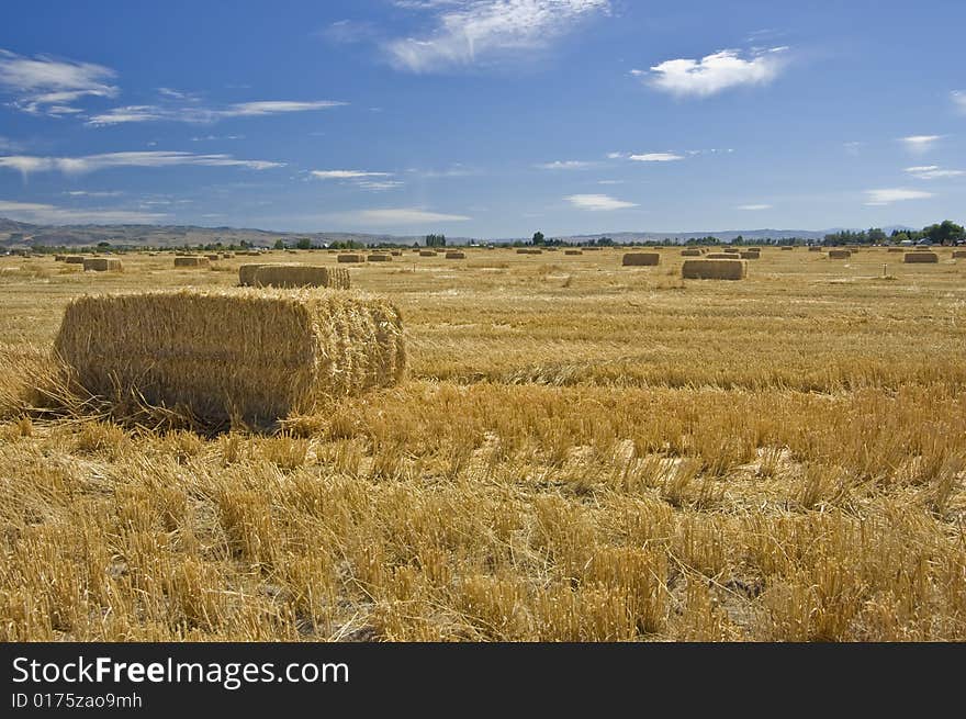 Field stubble littered with Hay Bales