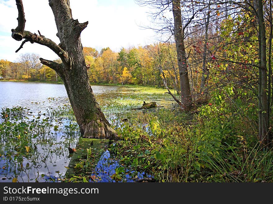 Tree submerged in water in sand lake, chain o' lakes state park, indians