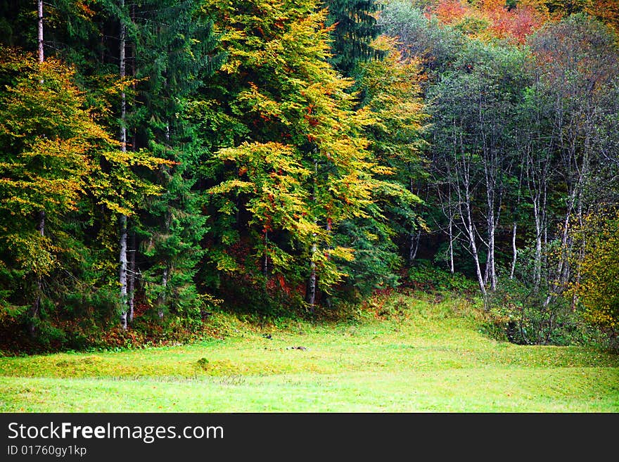 An image of a autumn trees in a wood. An image of a autumn trees in a wood