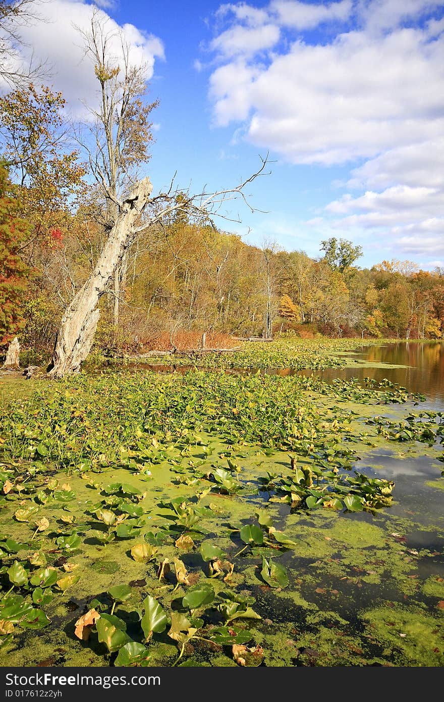 Water Lilies On Sand Lake In The Fall