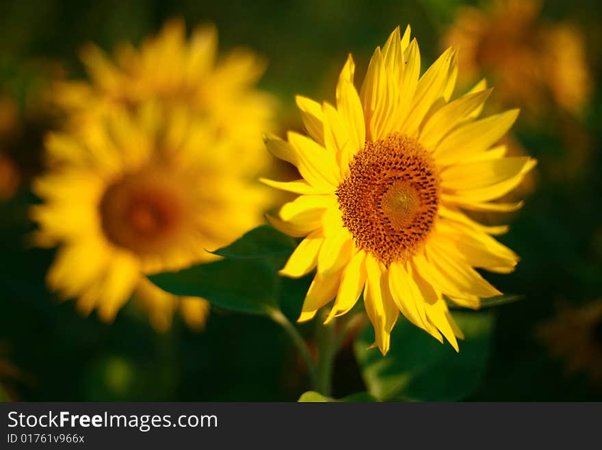 An image of yellow sunflower on green background. An image of yellow sunflower on green background