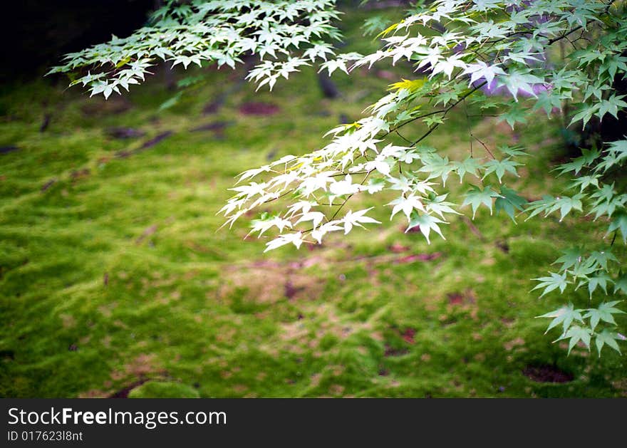 Green Japanese Maple leaves against green moss covered ground