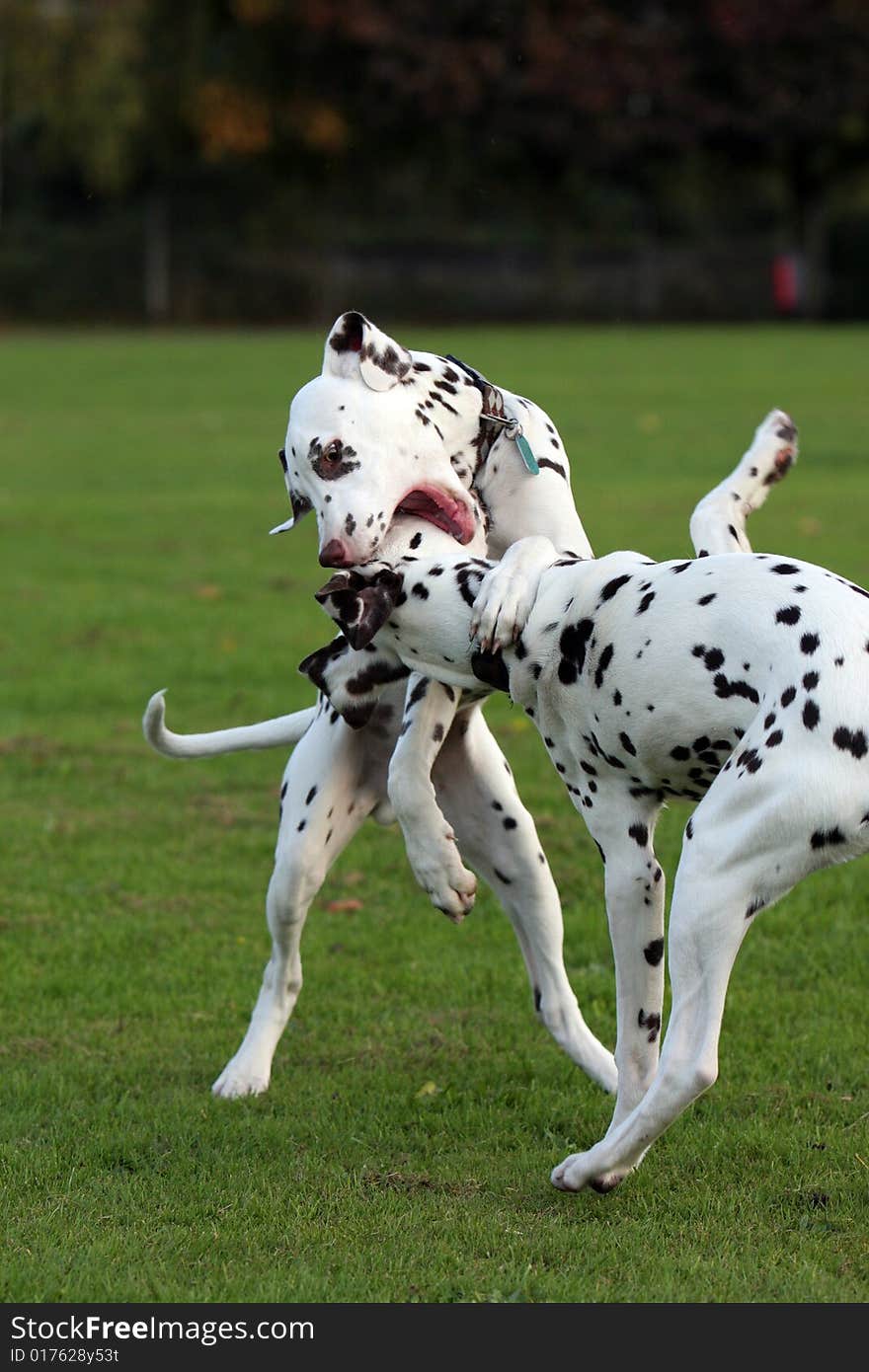 dogs playing