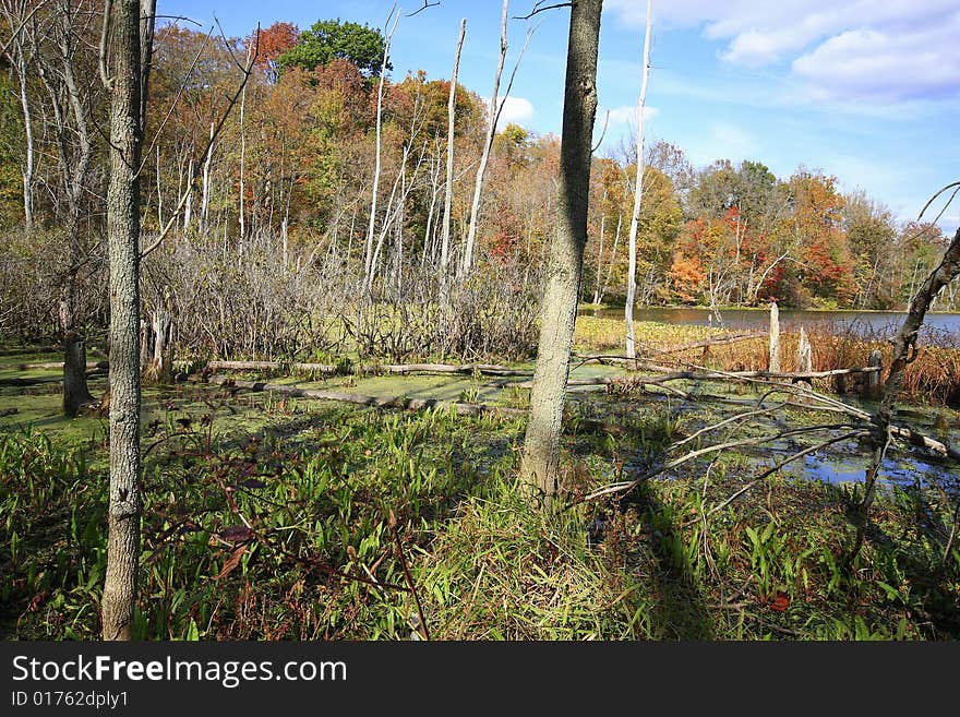 Bog in sand lake