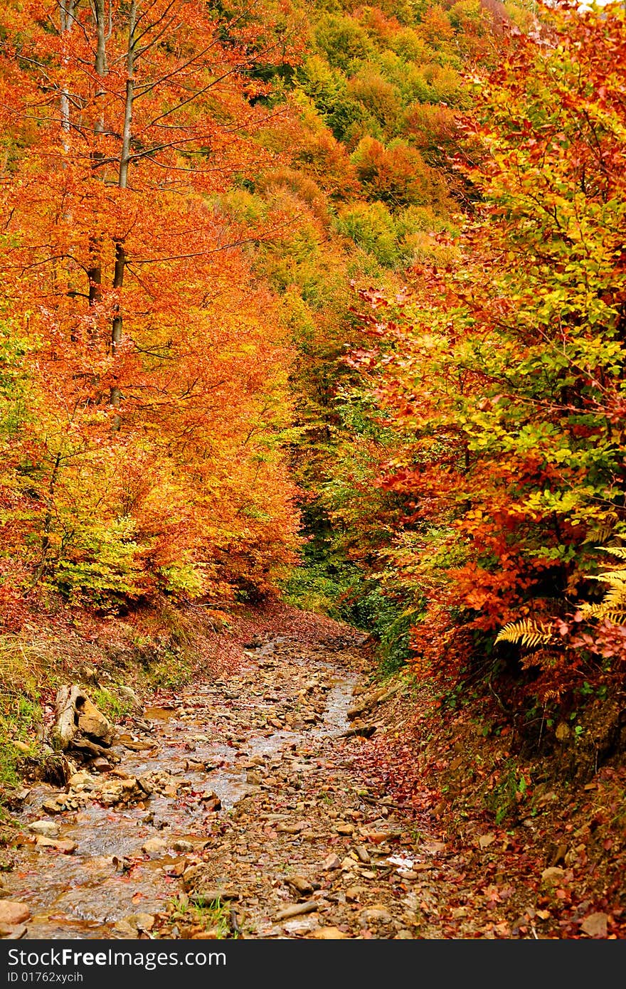 An image of a autumn trees in a forest. An image of a autumn trees in a forest