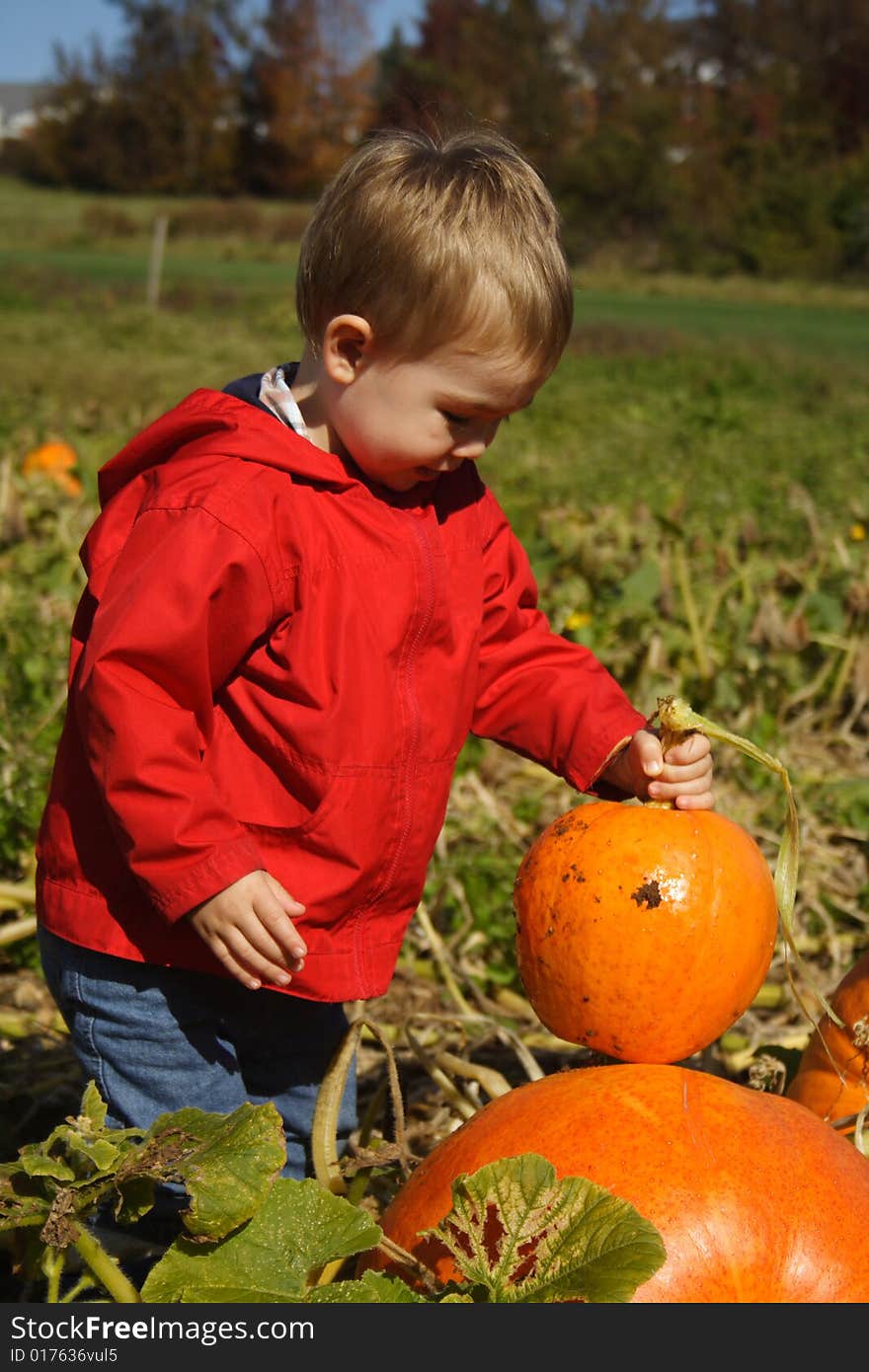 A toddler boy in a red coat, holding a pumpkin in a green field. A toddler boy in a red coat, holding a pumpkin in a green field.