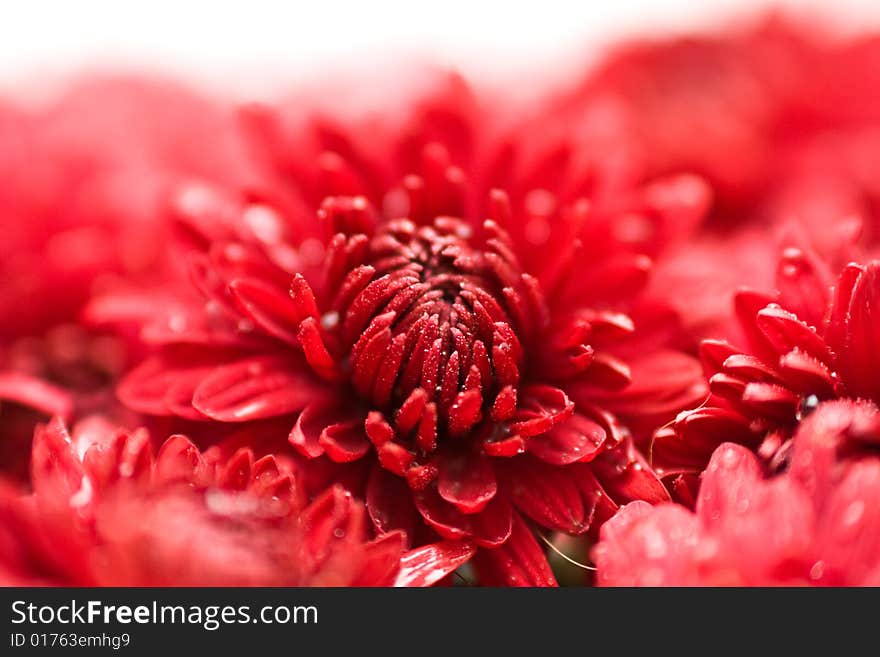 Water drops on red colours.