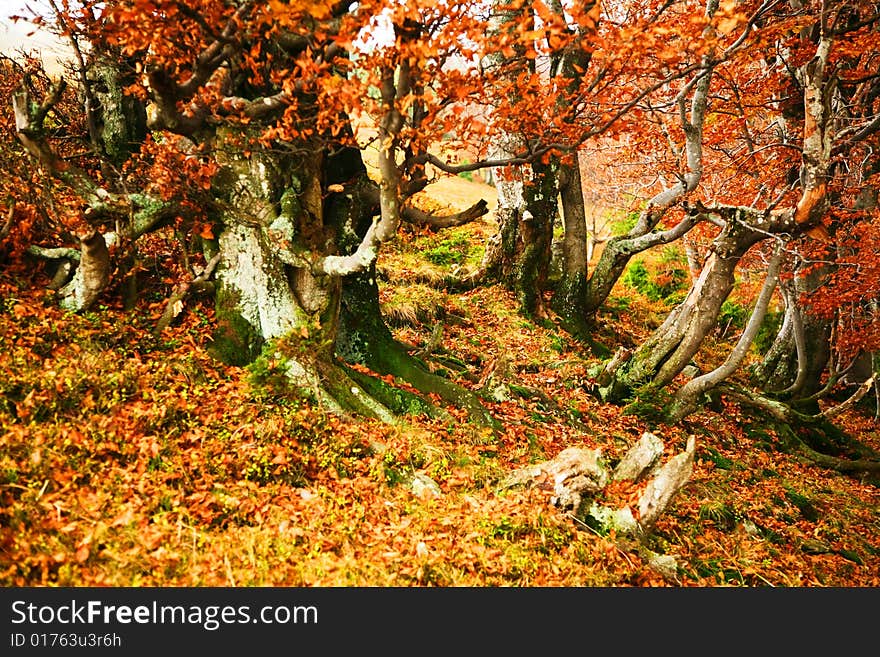 An image of a yellow trees in a forest. An image of a yellow trees in a forest