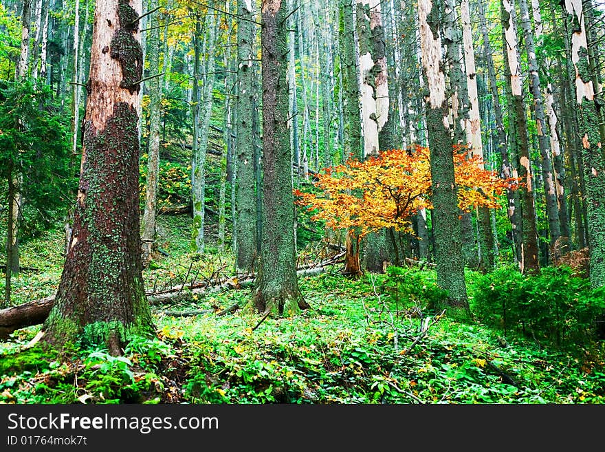 An image of a yellow tree in forest