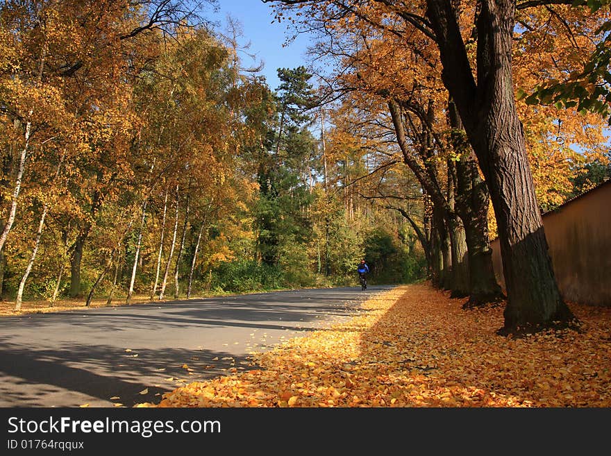 Autumn road under colorful tree. Autumn road under colorful tree